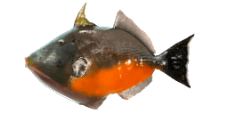 ORANGESIDE TRIGGERFISH