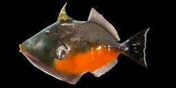 ORANGESIDE TRIGGERFISH