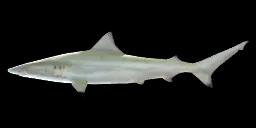 PACIFIC SMALLTAIL SHARK