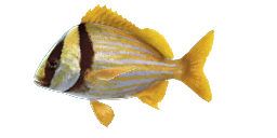 PANAMA PORKFISH