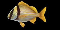 PANAMA PORKFISH