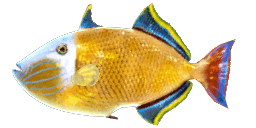 REDTAIL TRIGGERFISH