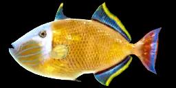 REDTAIL TRIGGERFISH