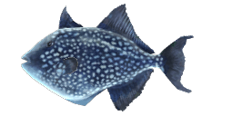 ROUGH TRIGGERFISH