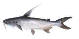 SEA CATFISH