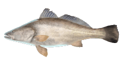 TOTOABA