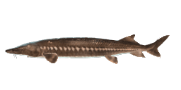 GIANT CHINESE STURGEON