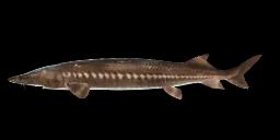 GIANT CHINESE STURGEON