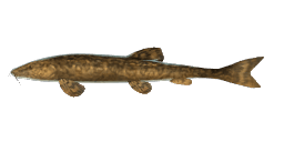 GIANT STONE LOACH