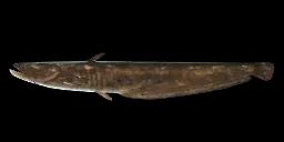 LANZHOU CATFISH