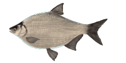 WHITE AMUR BREAM