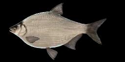 WHITE AMUR BREAM