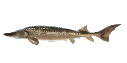 YELLOW RIVER STURGEON