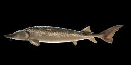 YELLOW RIVER STURGEON