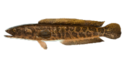 YELLOW RIVER SNAKEHEAD