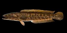 YELLOW RIVER SNAKEHEAD