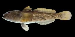 COASTRANGE SCULPIN