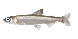 LONGFIN SMELT