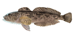 PRICKLY SCULPIN