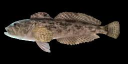 PRICKLY SCULPIN