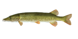 REDFIN PICKEREL