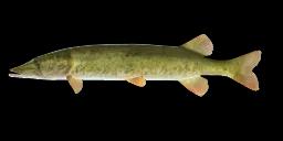 REDFIN PICKEREL