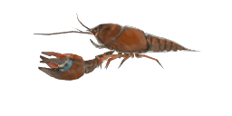 SIGNAL CRAYFISH