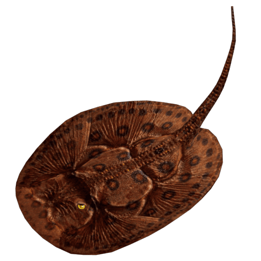 PREHISTORIC OCELLATE STINGRAY