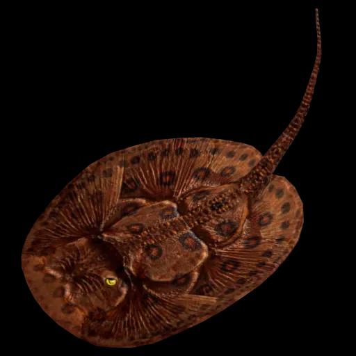 PREHISTORIC OCELLATE STINGRAY