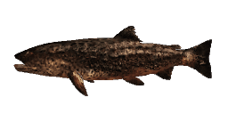 PREHISTORIC FEROX TROUT