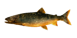 PREHISTORIC LAKE TROUT