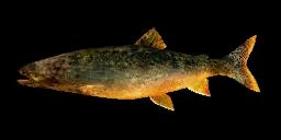 PREHISTORIC LAKE TROUT