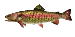 PREHISTORIC RAINBOW TROUT