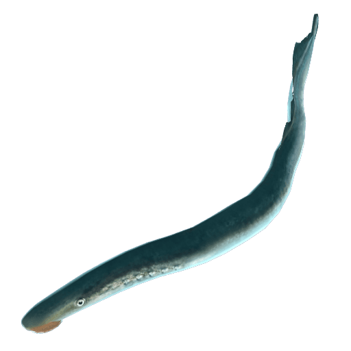 POUCHED LAMPREY