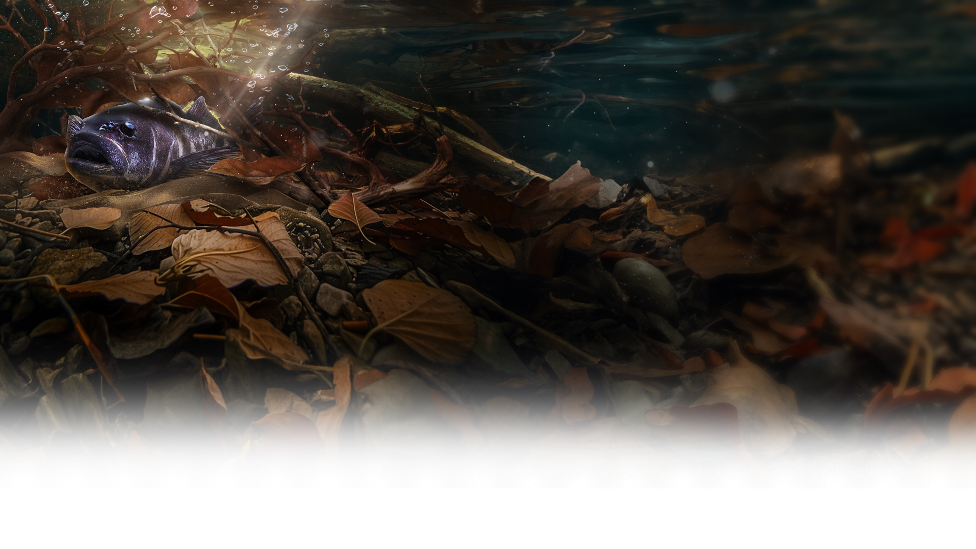 Fishing Clash