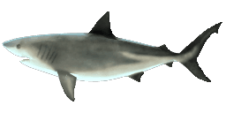 BULL SHARK