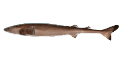 COOKIECUTTER SHARK