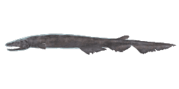 FRILLED SHARK