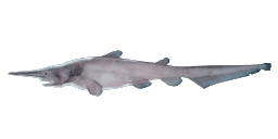 GOBLIN SHARK