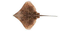 CLEARNOSE SKATE
