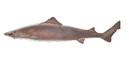 GULPER SHARK