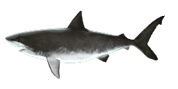 MIGHTY MEGALODON