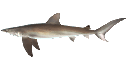 DUSKY SHARK