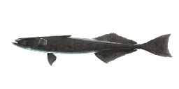 ATLANTIC SHARK SUCKER