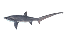 LONG-TAILED SHARK