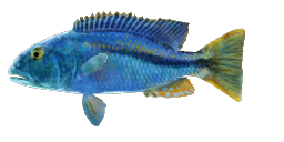 AFRICAN PARROT CICHLID
