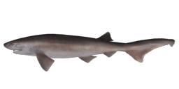 GIANT BLUNTNOSE SIXGILL SHARK