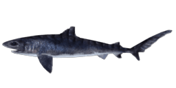 PREHISTORIC TIGER SHARK