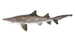 SAND TIGER SHARK
