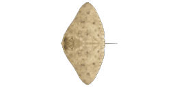 SPINY BUTTERFLY RAY